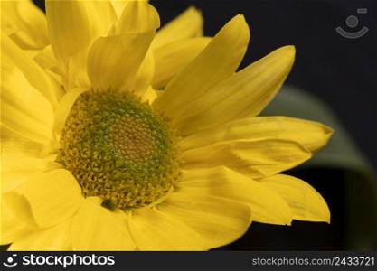 beautiful macro yellow flower