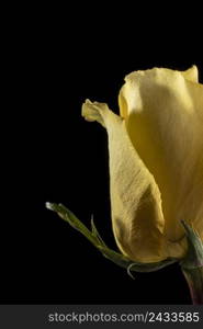 beautiful macro yellow rose