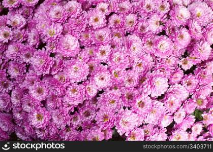 Beautiful magenta chrysanthemum flower autumn vivid background