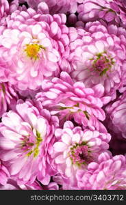 Beautiful magenta chrysanthemum flower autumn vivid background