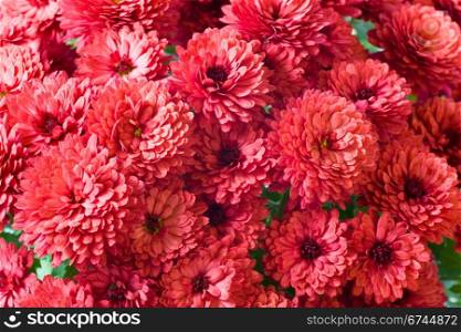 Beautiful magenta chrysanthemum flower (autumn vivid background)