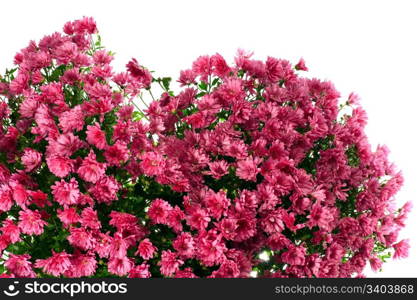 Beautiful magenta chrysanthemum flower autumn vivid background (with dew, isolated on white)