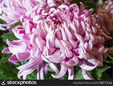Beautiful magenta chrysanthemums close - up macro