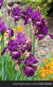 beautiful magenta iris flower (macro)