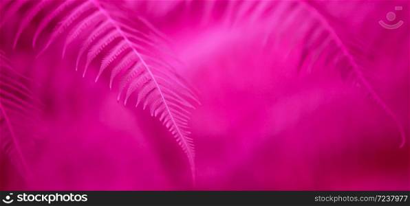 Beautiful magenta pink fern leaves on blur background. Close-up. Selective focus. Creative toned for backdrop.