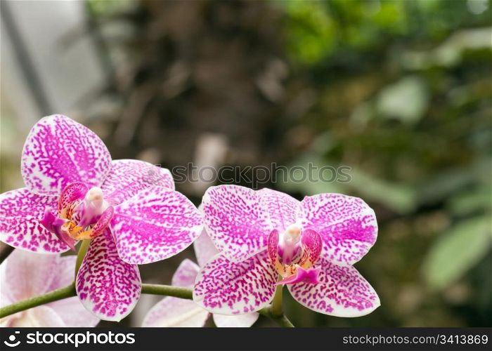 beautiful magenta-white blotchy orchid flowers cluster (macro)