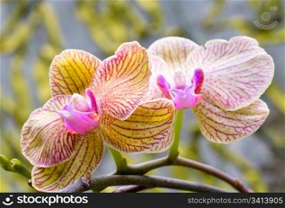 beautiful magenta-yellow blotchy orchid flower (macro)