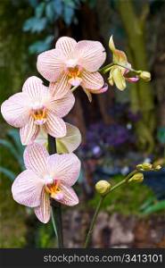 beautiful magenta-yellow blotchy orchid flowers (macro)