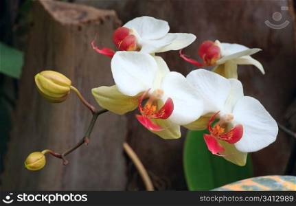 beautiful magenta-yellow orchid flower (macro)