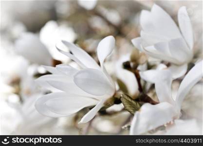 Beautiful magnolia blossom close up