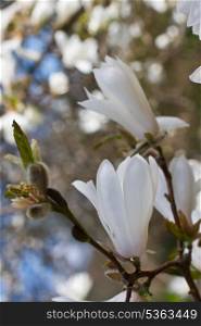 Beautiful magnolia blossom close up