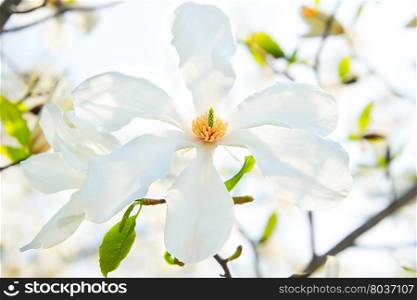 Beautiful magnolia blossom flower in the morning light