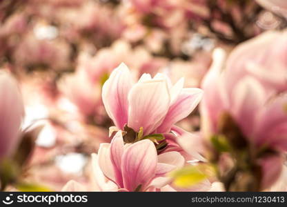 Beautiful magnolia blossom in a park, spring