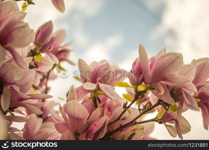 Beautiful magnolia blossom in a park, spring