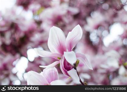 Beautiful magnolia blossom in a park, spring