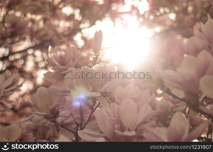 Beautiful magnolia blossom in a park, spring, sunshine