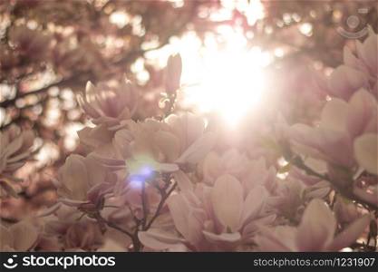 Beautiful magnolia blossom in a park, spring, sunshine