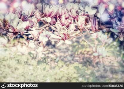 Beautiful magnolia blossom in garden or park, outdoor nature