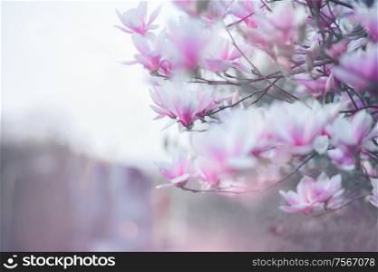 Beautiful magnolia blossom. Springtime nature. Outdoor
