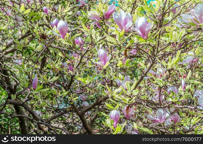 Beautiful Magnolia flowers in blossom during springtime