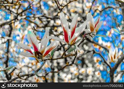 Beautiful Magnolia flowers in blossom during springtime