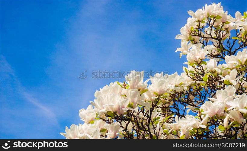 Beautiful magnolia flowers in the spring season on the magnolia tree