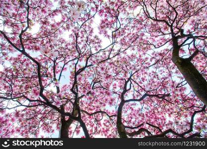 Beautiful magnolia tree in a park, spring