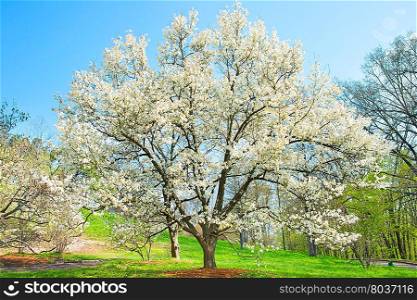 Beautiful Magnolia tree in the spring bloom