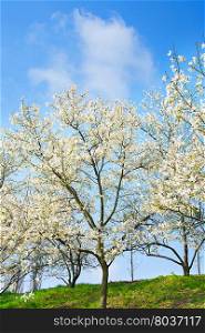 Beautiful Magnolia tree in the spring blossom