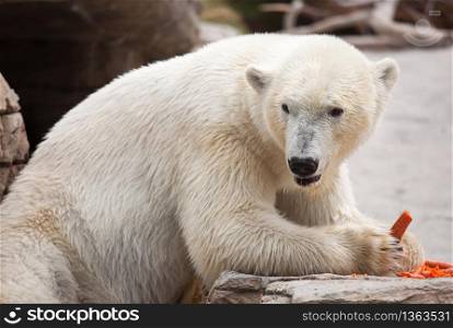 Beautiful Majestic White Polar Bear Eating Carrots.