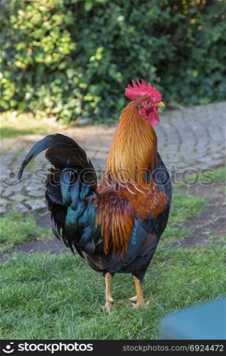 Beautiful Male Brown and Black Rooster on Meadow
