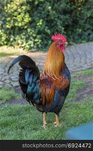 Beautiful Male Brown and Black Rooster on Meadow