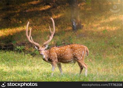 Beautiful male chital or spotted deer grazing in grass in Ranthambore National Park, Rajasthan, India. Beautiful male chital or spotted deer in Ranthambore National Park, Rajasthan, India