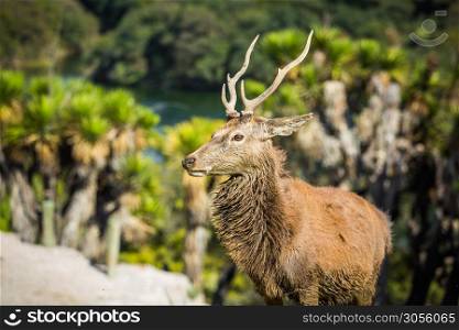 Beautiful male deer with horns in the wild. Beautiful male deer with horns