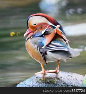 Beautiful male duck, Mandarin Duck (Aix galericulata), standing on the rock