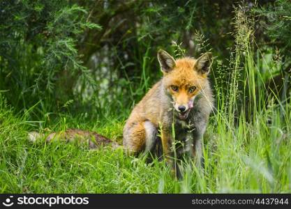 Beautiful male fox in long lush green grass of Summer field
