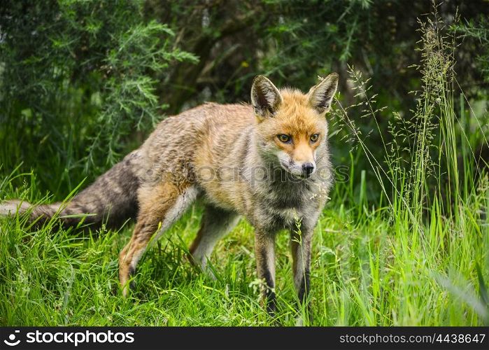 Beautiful male fox in long lush green grass of Summer field