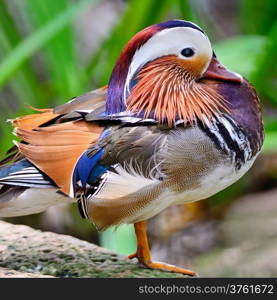 Beautiful male Mandarin Duck (Aix galericulata)