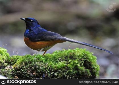 Beautiful male White-rumped Shama (Copsychus malabaricus), standing on the moss ground cover