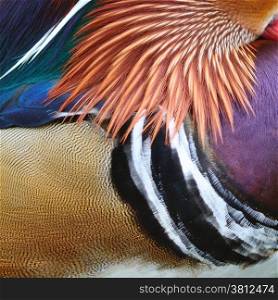 Beautiful Mandarin duck feathers, texture abstract background