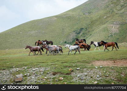 Beautiful many-coloured horses going away