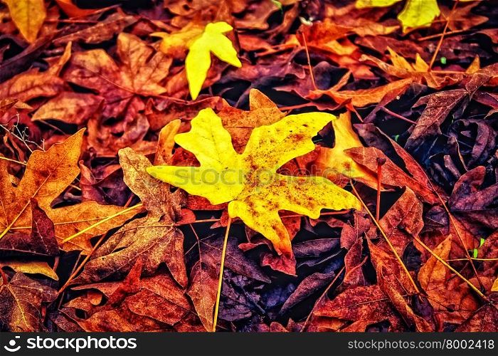 beautiful maple leaves in autumn at the park