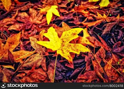 beautiful maple leaves in autumn at the park