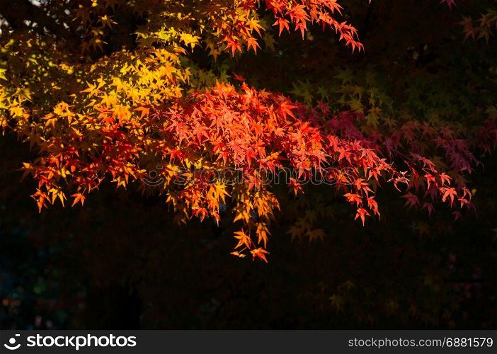 beautiful maple tree with colorful autumn leaves