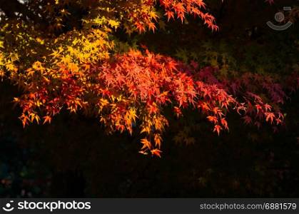 beautiful maple tree with colorful autumn leaves
