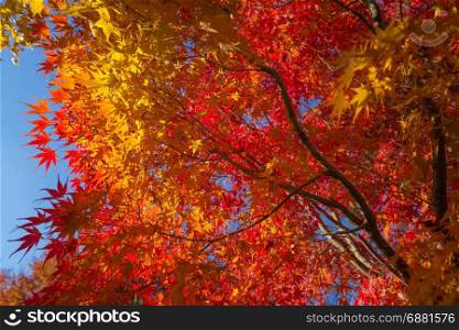 beautiful maple tree with colorful autumn leaves under a blue sky