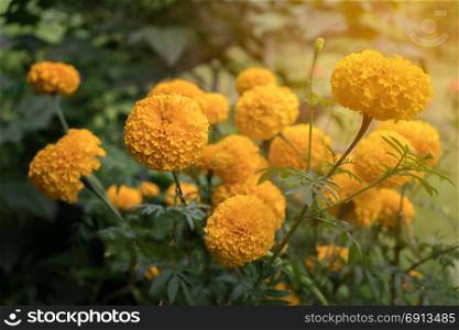 beautiful marigold flowers in the garden with sun light