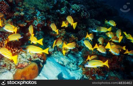 Beautiful marine life, abstract natural background, many little yellow fishes around coral garden, beauty of underwater world