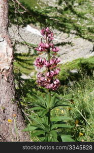 beautiful martagon Lilium plan with flowers