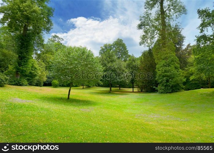 Beautiful meadow covered with grass in the park and a beautiful blue sky with white clouds.